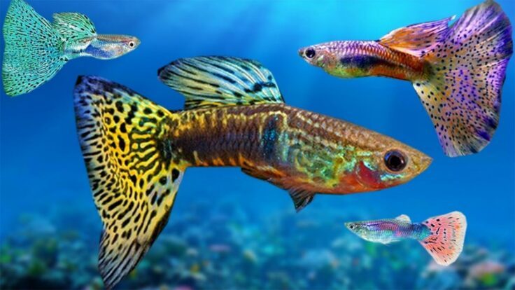 √ Ikan Guppy Habitat, Karakteristik, Jenis, Cara Merawat